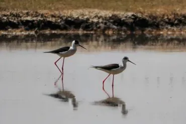Shahu Lake (Sand Lake) Scenic Area,Yinchuan,Ningxia,Chinatravel Two black-necked stilts wading in a shallow pool, their long red legs reflected in the water.