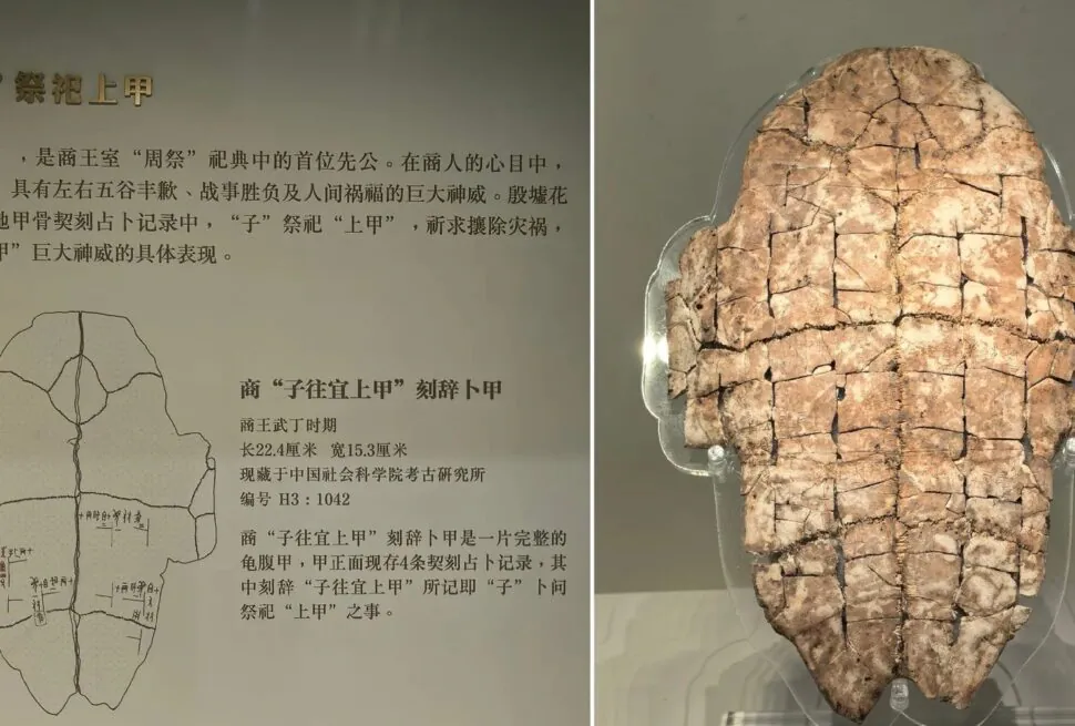 Anyang Museum,Anyang,Henan,Chinaexplorertour Museum exhibit panel explaining the 'Shang Jia' ritual with a diagram of a tortoise shell; adjacent cracked ancient relic on display.