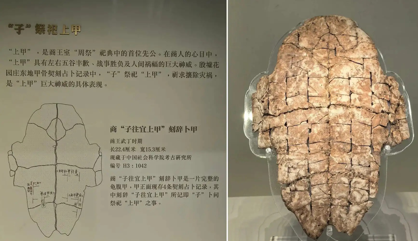 Anyang Museum,Anyang,Henan,Chinaexplorertour Museum exhibit panel explaining the 'Shang Jia' ritual with a diagram of a tortoise shell; adjacent cracked ancient relic on display.
