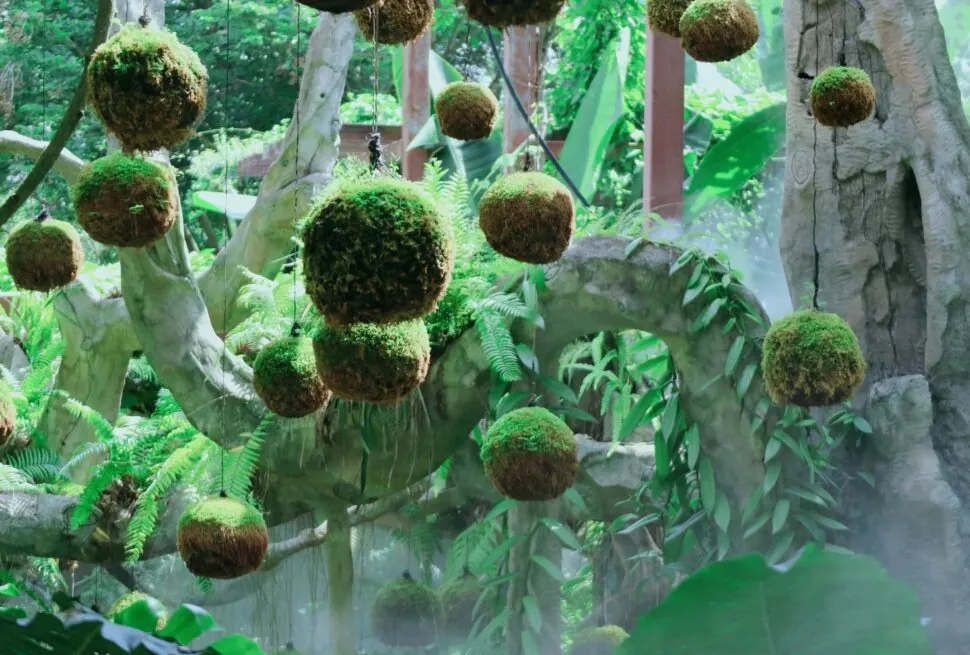 Qingxiu Mountain Scenic Area,Nanning,Guangxi,Chinaexplorertour Hanging moss balls suspended from strings in a lush greenhouse with ferns and trees in the background.