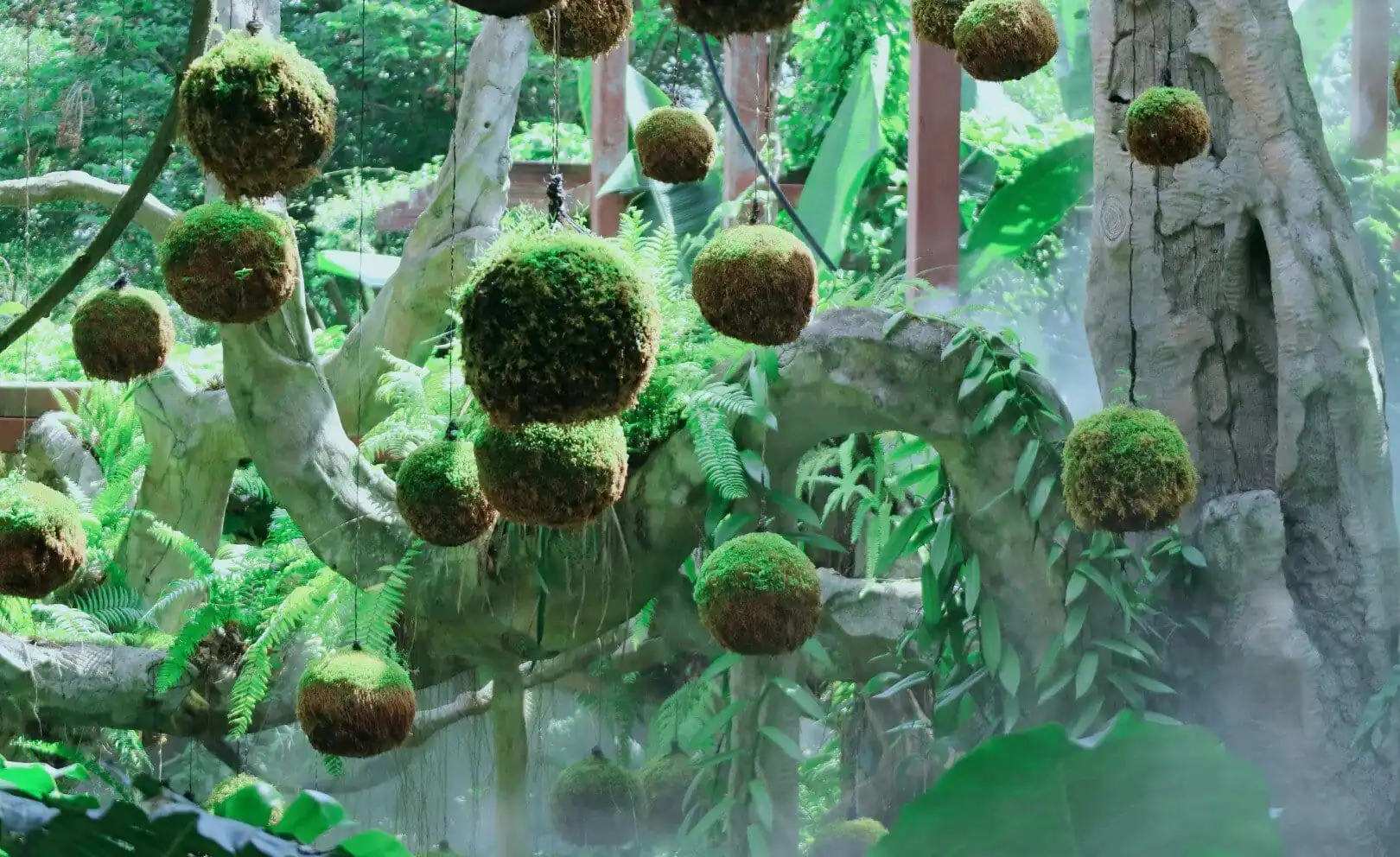 Qingxiu Mountain Scenic Area,Nanning,Guangxi,Chinaexplorertour Hanging moss balls suspended from strings in a lush greenhouse with ferns and trees in the background.