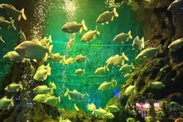 Tiger Beach Ocean Park,Dalian,Liaoning,Chinatravel School of yellow-green fish swimming through a green-lit aquarium with rocky walls and bubbles.