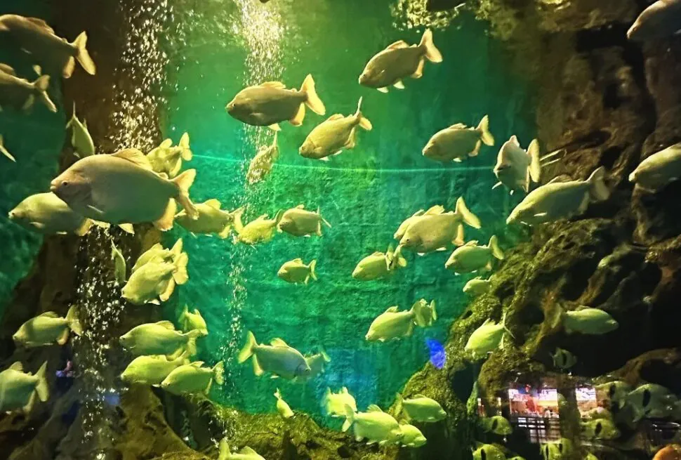 Tiger Beach Ocean Park,Dalian,Liaoning,Chinatravel School of yellow-green fish swimming through a green-lit aquarium with rocky walls and bubbles.