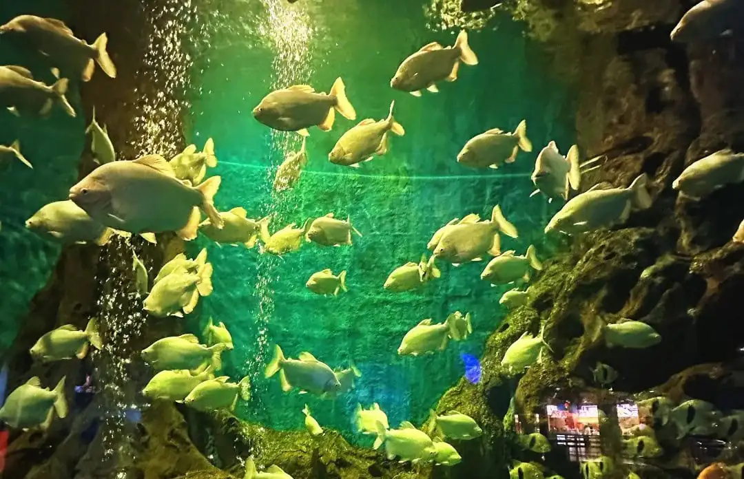 Tiger Beach Ocean Park,Dalian,Liaoning,Chinatravel School of yellow-green fish swimming through a green-lit aquarium with rocky walls and bubbles.