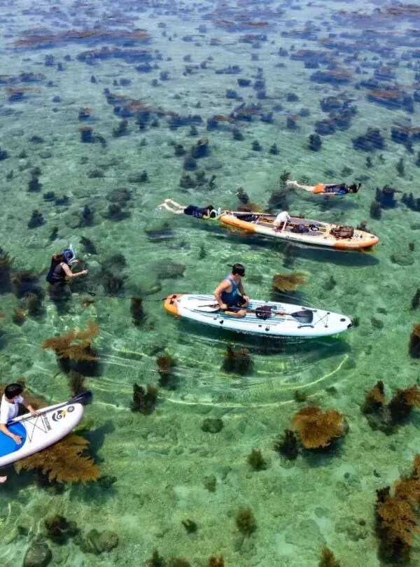 Weizhou Island,Beiahi,Guangxi,Chinaexplorertour A group of people on stand-up paddleboards and snorkeling gear in crystal-clear shallow turquoise water with seaweed patches beneath.