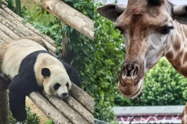 Dalian Forest Zoo,Dalian,Liaoning,Chinatravel Left: a panda resting on stacked wooden logs; right: a giraffe's head and neck with a leafy background.