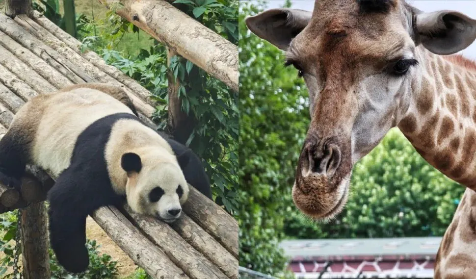 Dalian Forest Zoo,Dalian,Liaoning,Chinatravel Left: a panda resting on stacked wooden logs; right: a giraffe's head and neck with a leafy background.