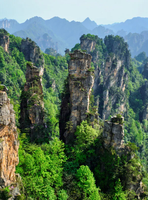 Hunan Weather,Hunan,Chinatrip Towering sandstone pillars rise from a lush green forest in a dramatic mountain landscape.