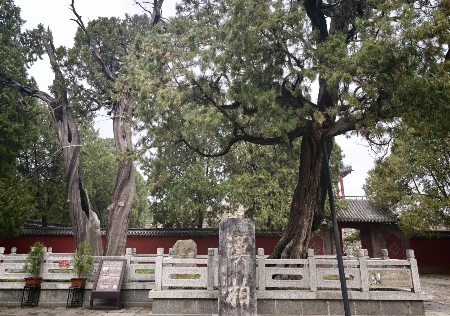 Ancient Chinese trees and stone monument at a historic site in China.