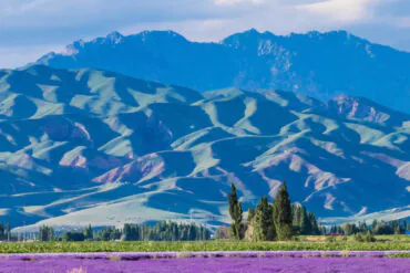 Yili Lavender Fields,Ili,Xinjiang,Chinatravel