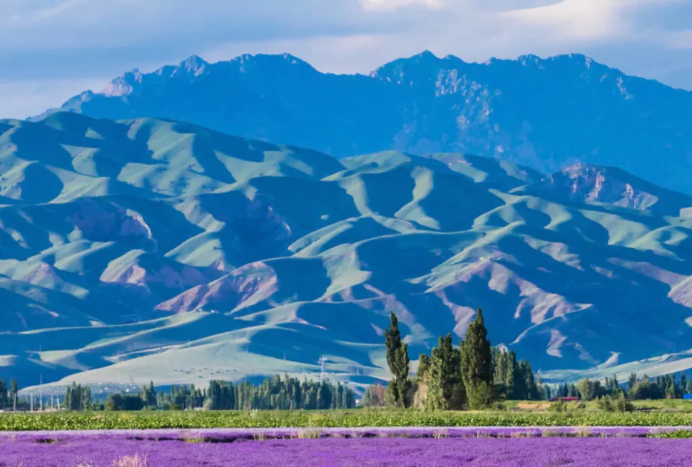 Yili Lavender Fields,Ili,Xinjiang,Chinatravel