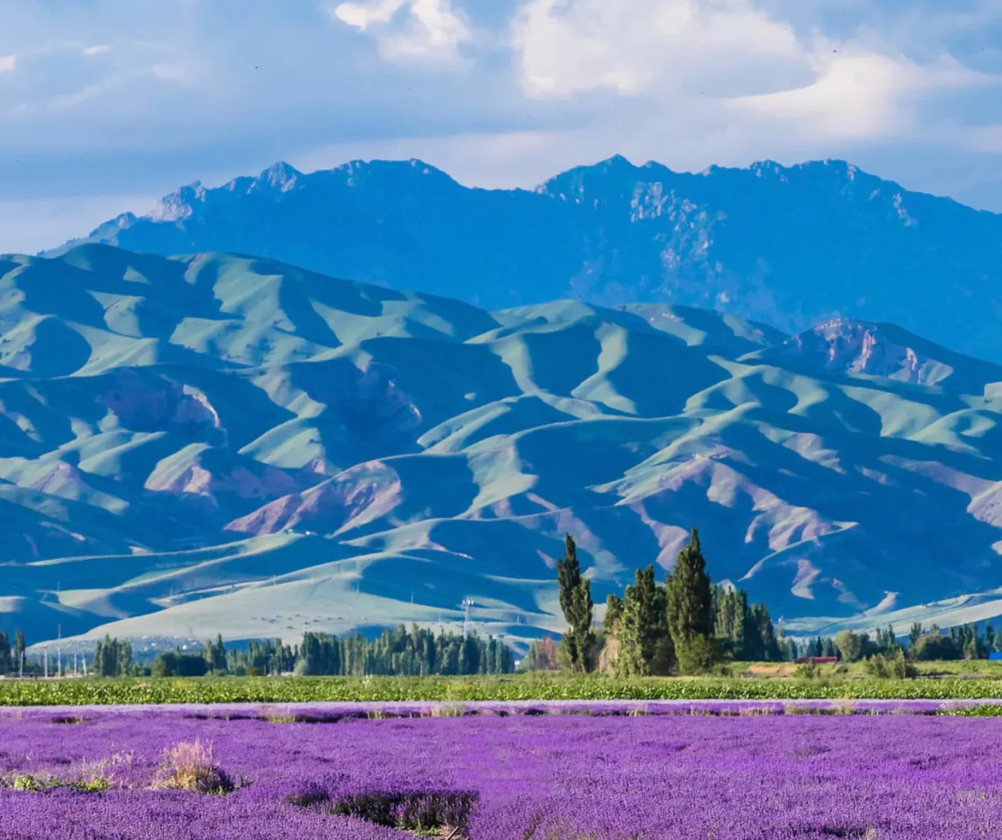 Yili Lavender Fields,Ili,Xinjiang,Chinatravel