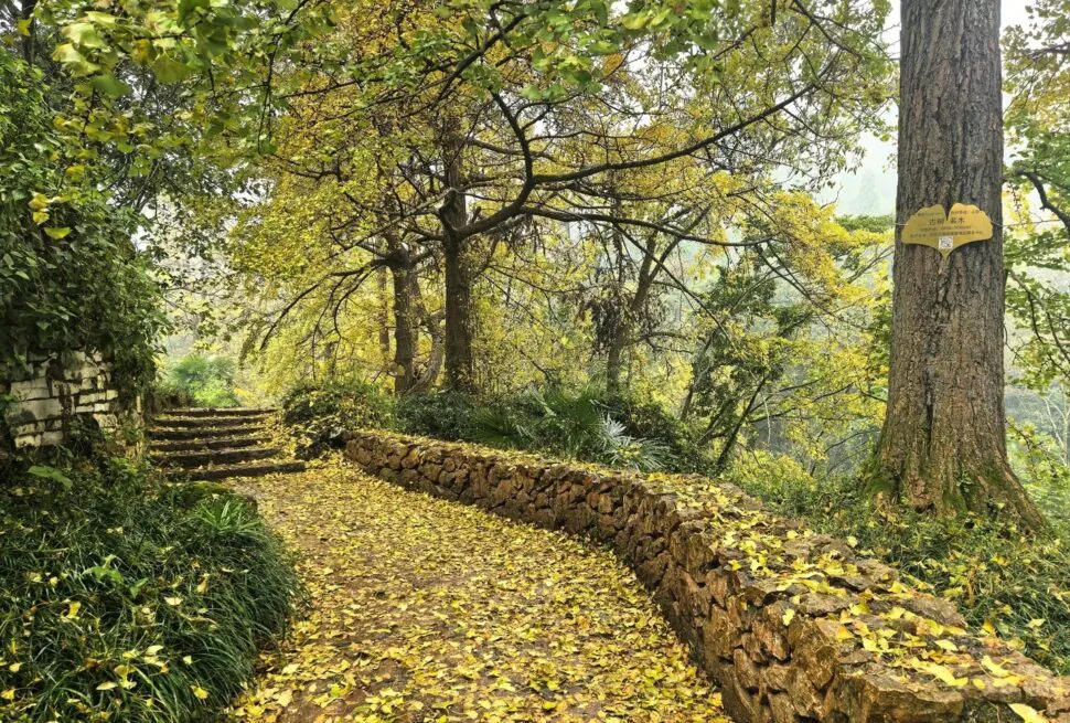 Leaf-strewn stone path through a forest, with a low stone wall on the right and yellow autumn leaves overhead.Tuole Ancient Ginkgo Village,Liupanshui,Guizhou