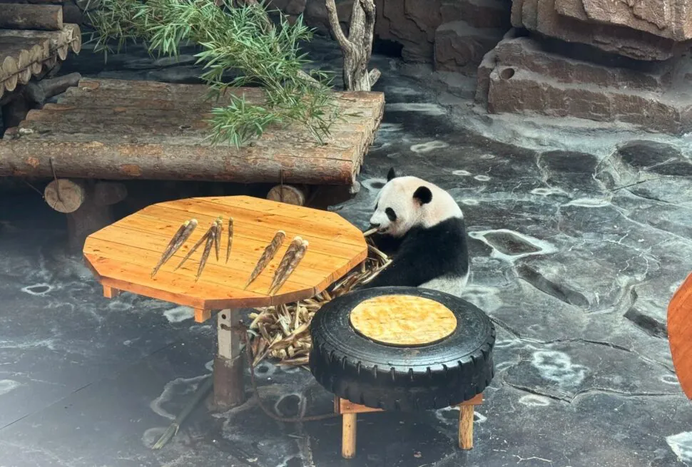 Giant panda eating bamboo at a wooden picnic-style table in a rocky zoo enclosure,Jinan Wildlife World,Jinan,Shandong,Chinatravel
