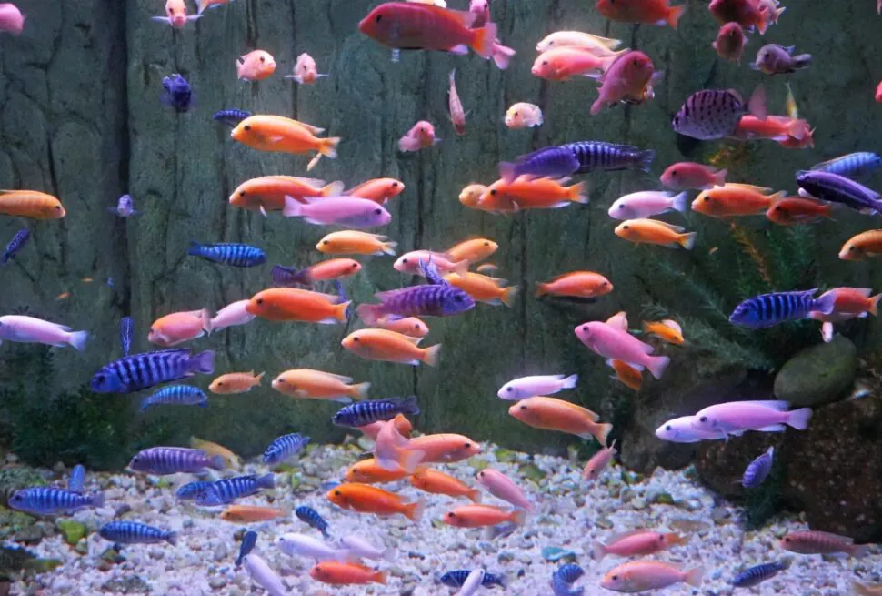 School of bright orange, purple, pink and blue tropical fish swimming in a glass aquarium with a pebbled bottom and green rocksYantai Polar Ocean Park,Yantai,Shandong,Chinatravel
