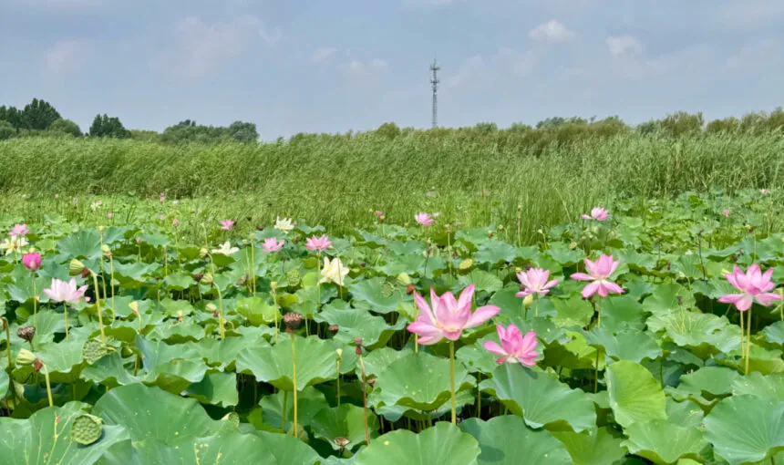 Recommended Activities and Attractions at Baiyangdian Lake