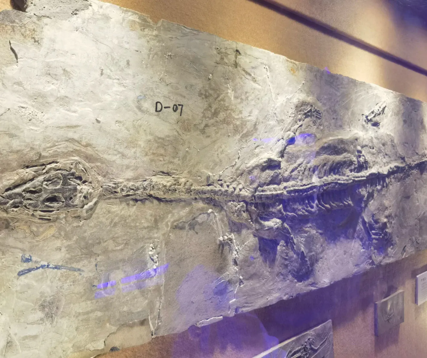 Museum display: a large slab with a long fossil imprint running horizontally, labeled D-07 on the wall behind it.