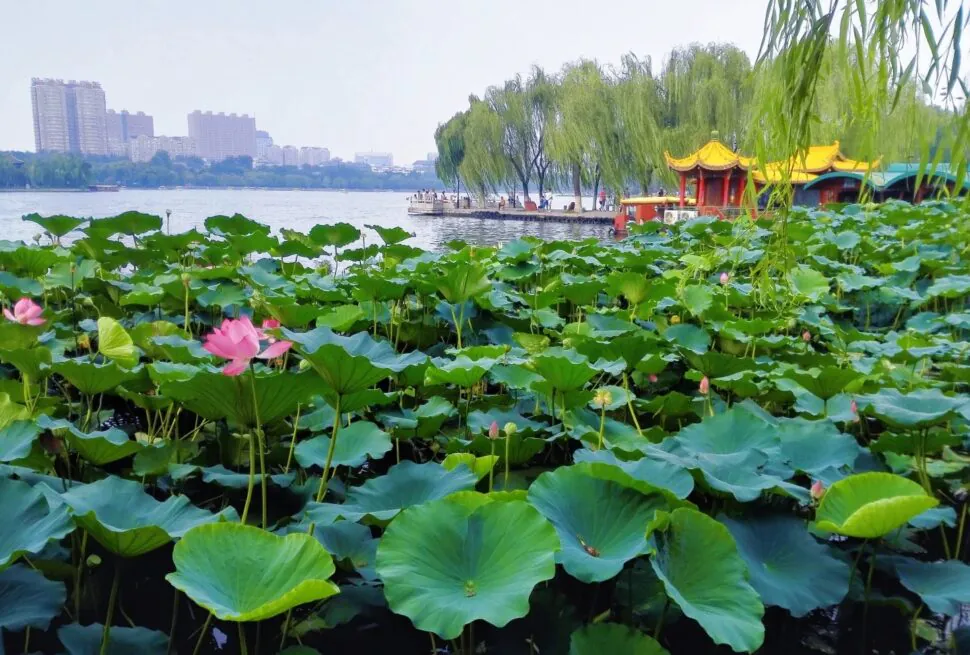 Lotus pond with pink flowers, trees, and city skyline in the background.