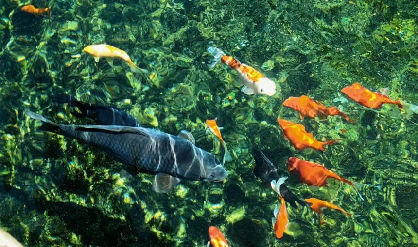 Smart Tips for Enjoying Black Tiger Spring Like a Local