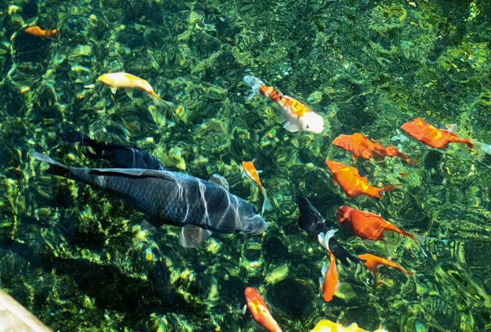 Colorful koi fish swimming in a clear pond with green aquatic plants.