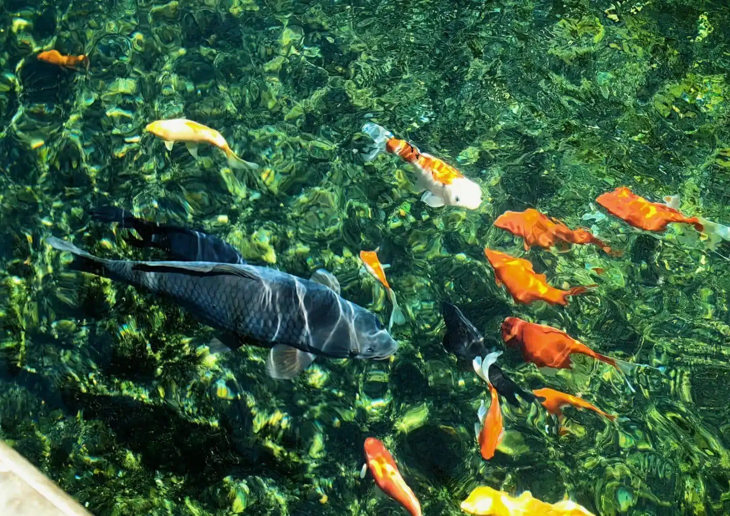 Colorful koi fish swimming in a clear pond with green aquatic plants.