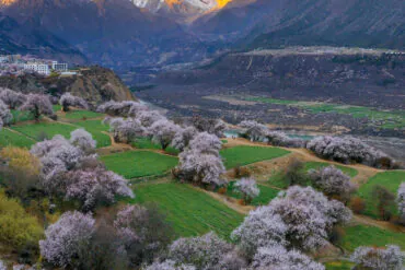 Terraced green fields with pink-blossomed trees in a valley and snow-covered mountains glowing at sunset.
