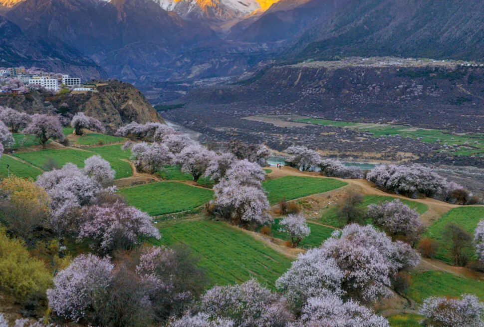 Terraced green fields with pink-blossomed trees in a valley and snow-covered mountains glowing at sunset.