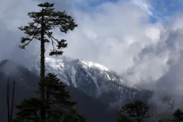 Tall pine tree in foreground with snow‑capped mountains and a cloudy sky in the background.