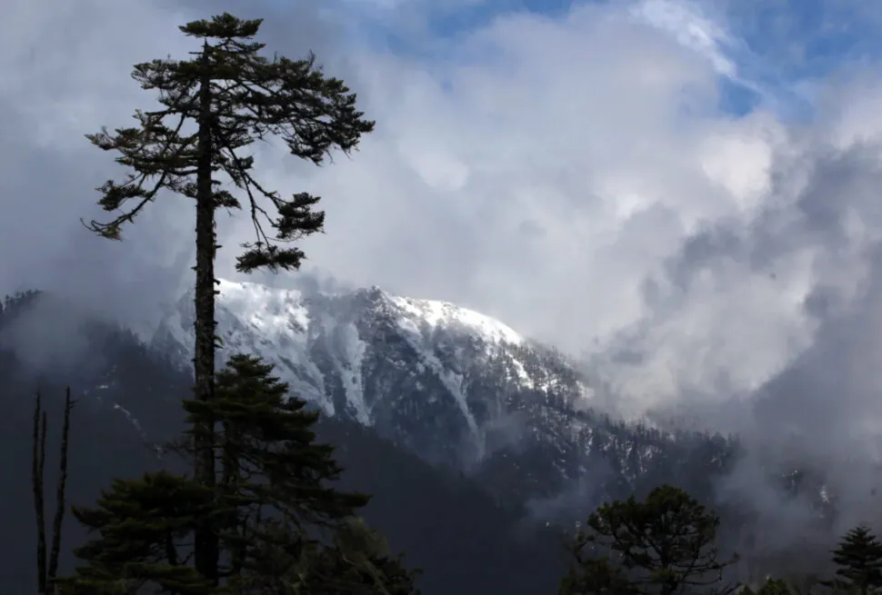Tall pine tree in foreground with snow‑capped mountains and a cloudy sky in the background.