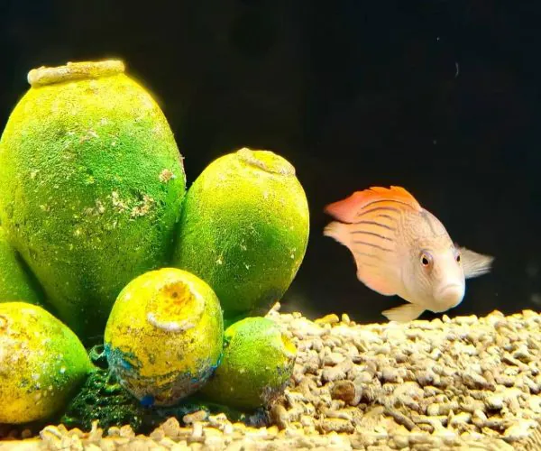 Xi’an Qujiang Polar Ocean Park,X`an,Chinatour Fish swims near bright green algae-covered rocks on a gravelly aquarium floor; dark background emphasizes the white-orange striped fish with an orange dorsal fin.
