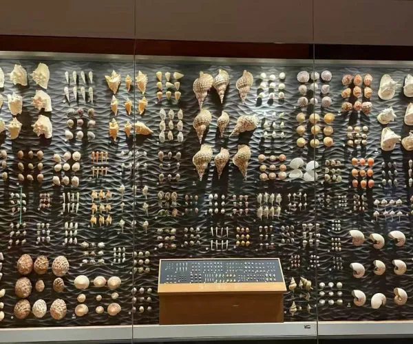 Museum display case with hundreds of seashells arranged in rows on a dark textured backdrop, plus a central information panel at the bottom center.