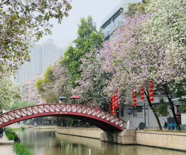 Red arched pedestrian bridge spans a calm canal, framed by pink blossoms and red lanterns along a city street.