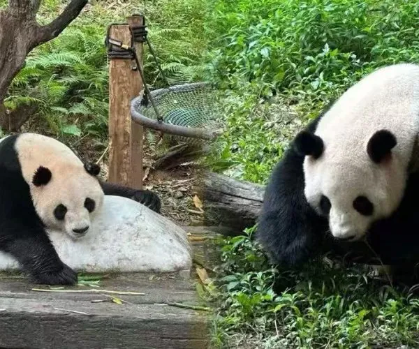 Two giant pandas in a zoo enclosure: a cub resting on a light rock while an adult panda sits nearby among green foliage and a fallen log nearby.