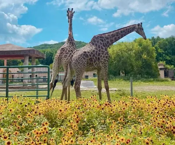 Two giraffes standing in a fenced enclosure with a field of yellow flowers in the foreground under a blue sky.