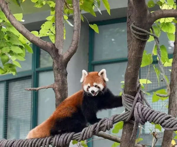 Red panda perched on a thick rope between tree trunks, looking toward the camera amid green leaves.