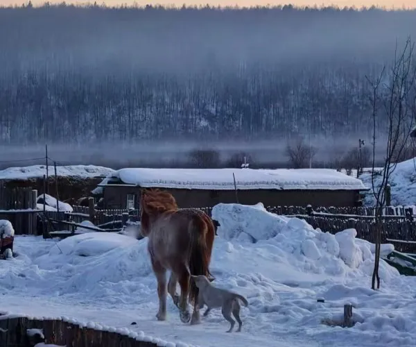 A horse and a small white dog stand together in deep snow near a snow-covered farmyard, with wooden fences and frost-covered buildings and a misty river in the distance at dawn.