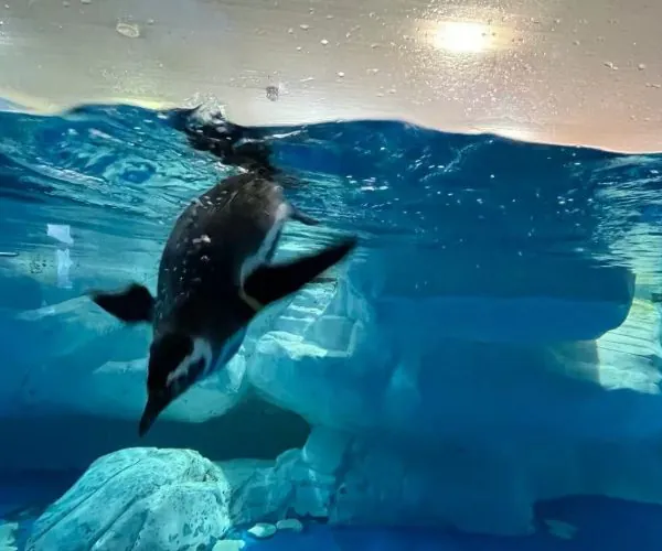 Penguin swimming underwater in a blue-tinted aquarium tank with rocks visible below.