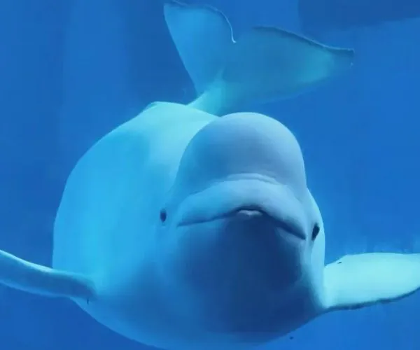 Close-up of a smiling beluga whale swimming toward the camera in clear blue water.