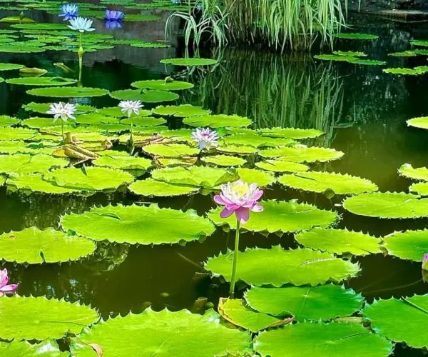Water lilies bloom among large green lily pads on a pond, with pink and white flowers rising above the surface.