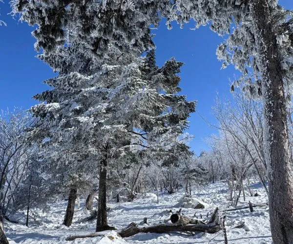 Beidahu Ski Resort,Jilin,Chinatrip Snowy forest under a bright blue sky; tall trees with snow-covered branches, a fallen log and a rock in the foreground.