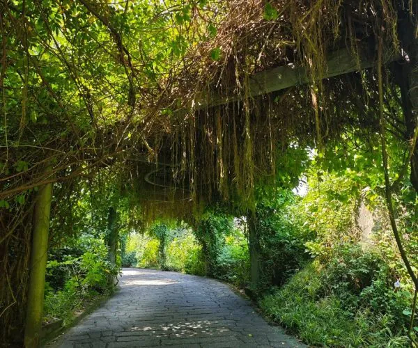 Xiamen Botanical Garden,Xiamen,Chinatravel Stone pathway winding through a leafy tunnel formed by overhanging vines and hanging roots overhead