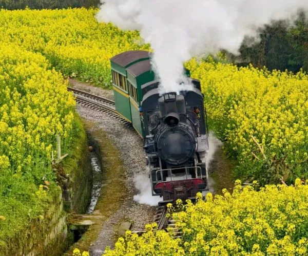 Jiayang · Cyathea Lake,Leshan,Chinatravel Steam locomotive pulling a green and yellow passenger car through a field of bright yellow flowers, emitting white steam as it curves along the tracks