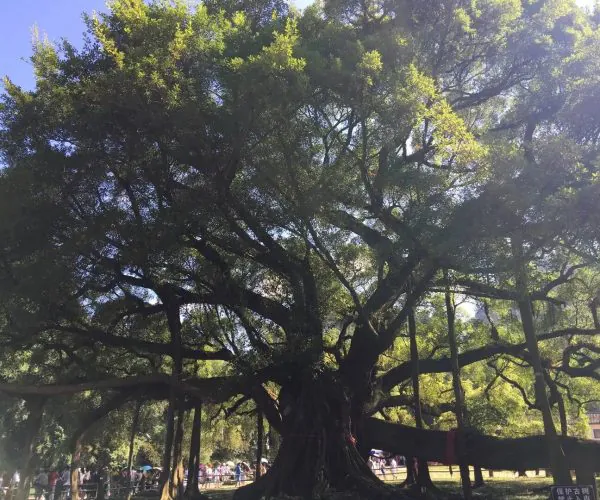 Big Banyan Tree Scenic Area,Yangshuo,Chinatravel A giant tree with a thick trunk and sprawling branches in a park, with people and a fence visible in the background under sunny skies.