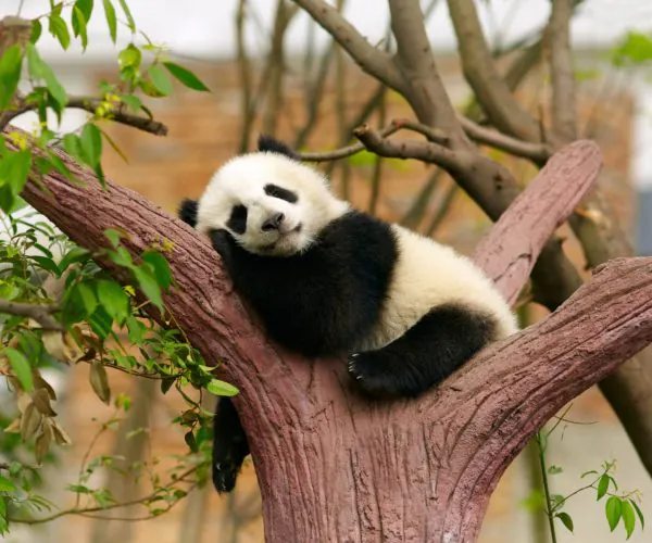 Sleeping giant panda baby, panda, chengdu, sichuan, china, china tour, Panda cub resting on a pink tree trunk, chin on its paws, with green leaves around.