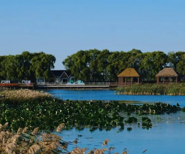 Fujin National Wetland Park,Jiamusi,Chinatravel Calm lake with a boardwalk, two thatched gazebos, and water lilies; reeds in the foreground and trees along the shore under a clear blue sky.