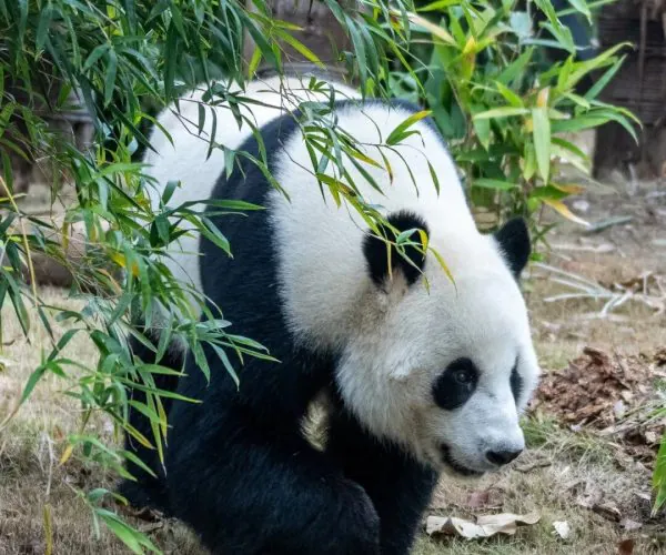 Wuhan Zoo & Panda House,Wuhan,Chinatravel Giant panda sitting on grass behind bamboo, facing downward among green leaves.