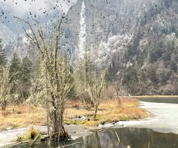 Bipenggou,Westren Sichuan,Chinatravel Winter scene: a partially frozen lake with bare trees in the foreground, snow-dusted mountains in the background, and a flock of birds flying overhead