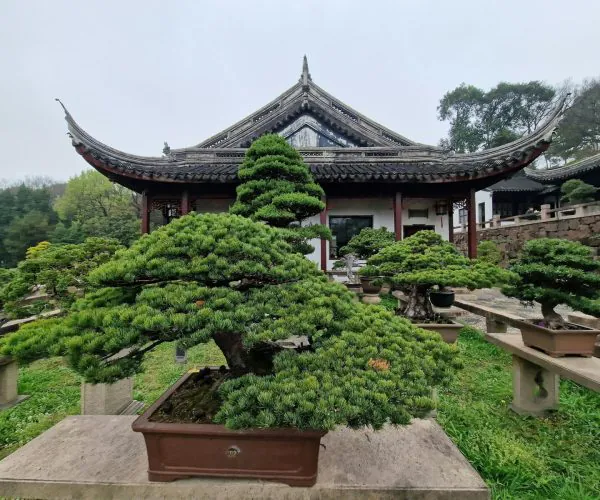 Canglang Pavilion,Suzhou,Chinatravel Row of meticulously pruned bonsai trees in pots along a stone platform, with a traditional Asian pavilion featuring sweeping curved eaves in the background
