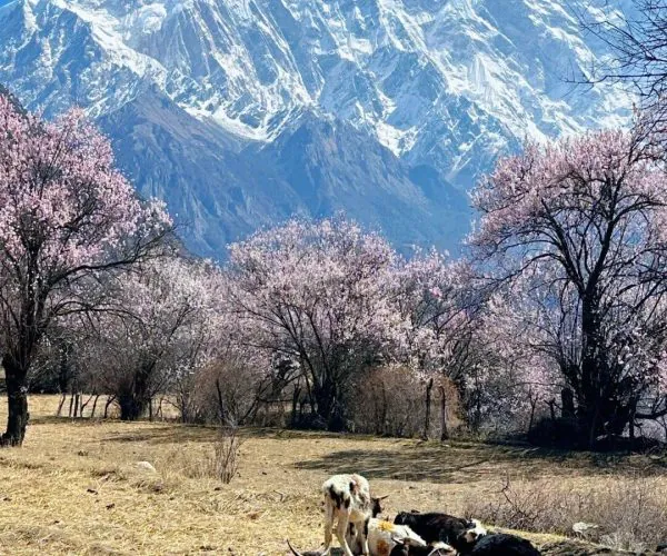 Bomi Peach Blossom Valley,Nyingchi,China tour Snowy mountain range under a blue sky, with pink-blossomed trees in the foreground and cows resting in a dry field.