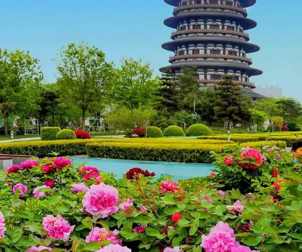 Luoyang Peony Gardens,Luoyang,Chinatravel Multi-tiered Chinese pagoda rises above a landscaped garden with pink peonies in the foreground and a clear blue sky.